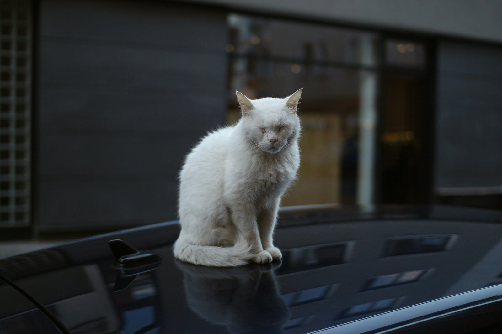 Voyager avec un animal en VTC à Bordeaux : ce qu'il faut savoir