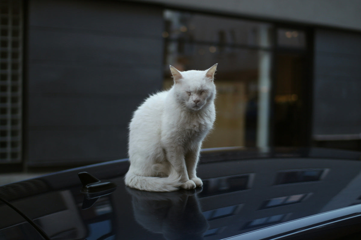 Voyager avec un animal en VTC à Bordeaux : ce qu'il faut savoir