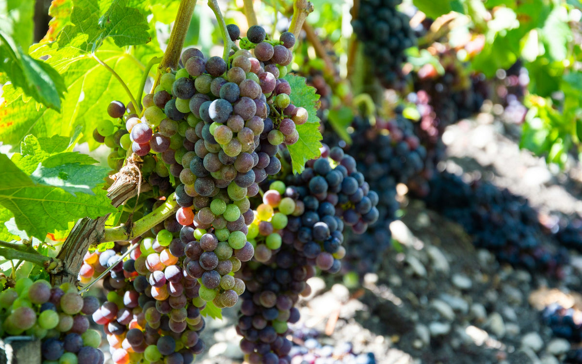 Wine tour dans le Médoc
